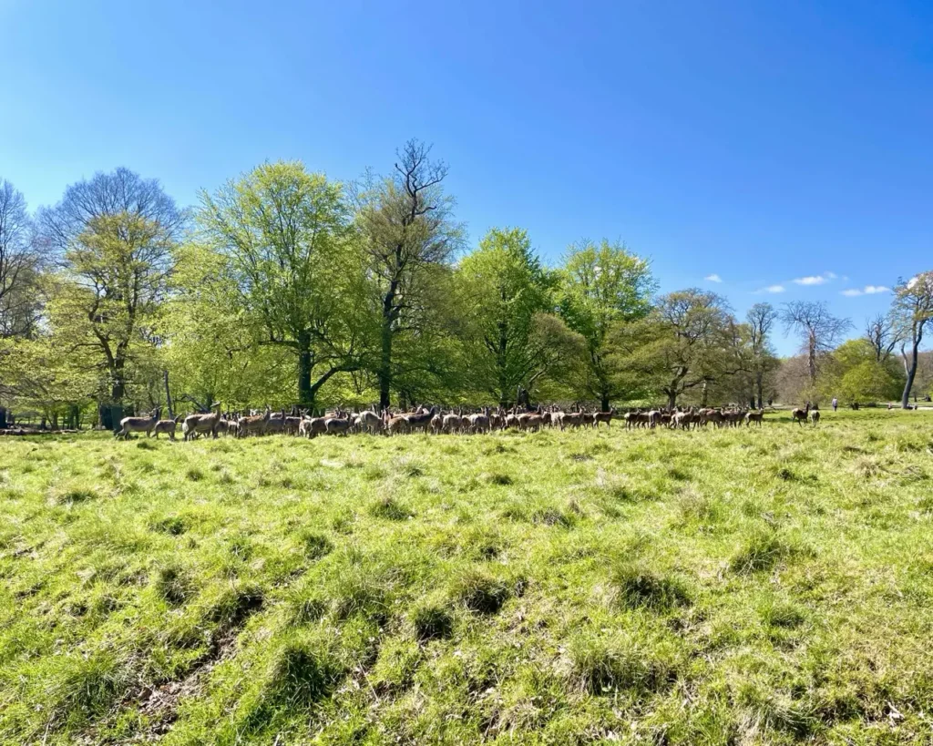 A group of Dyrehavn deers running