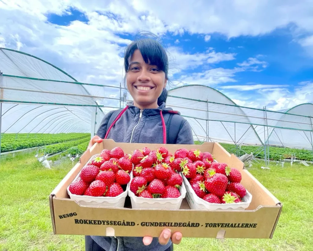 Agalya holding strawberries she picked from the strawberry fields in Copenhagen