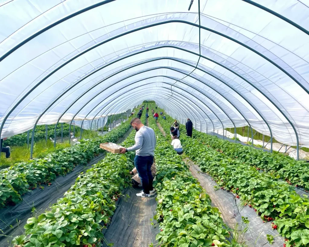 Strawberry picking in Copenhagen during summer