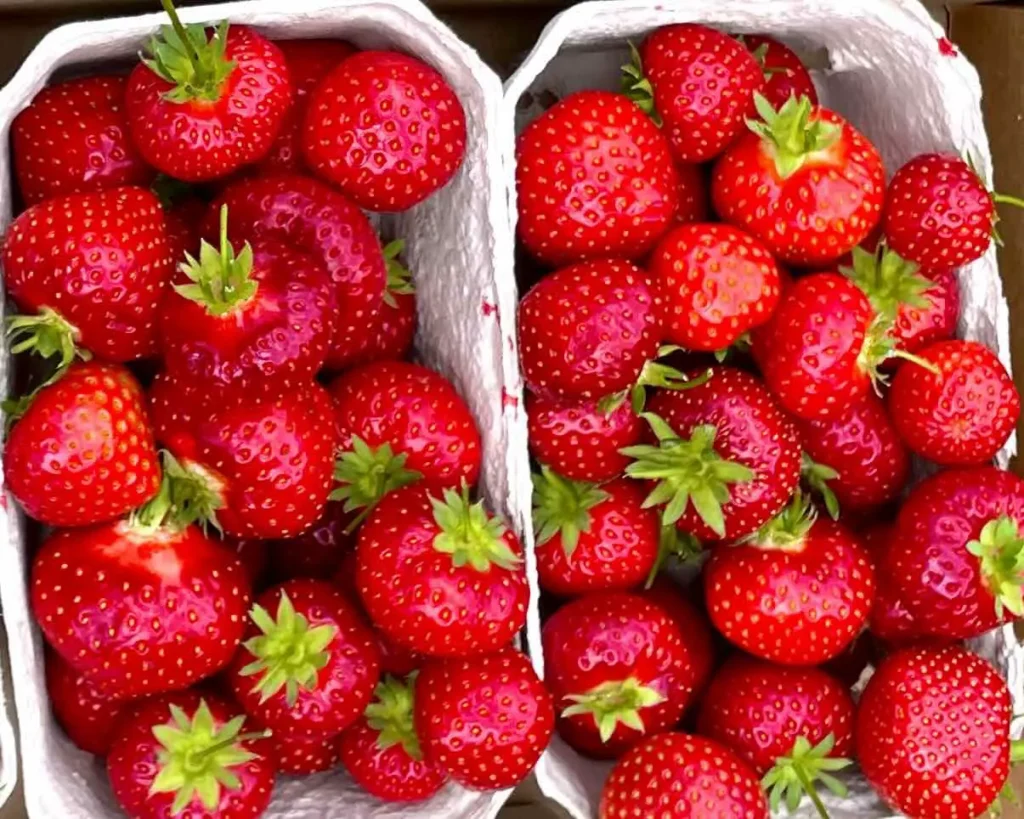 Fresh strawberries in Copenhagen from the strawberry farms