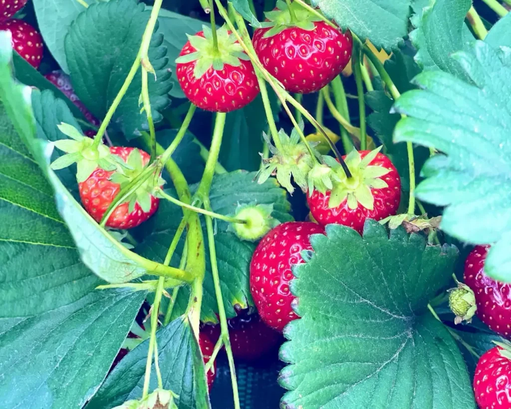 Strawberries hanging from the plants