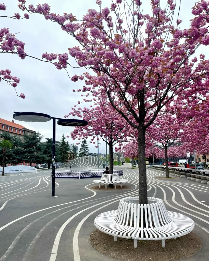 Superkilen park during Cherry blossoms
