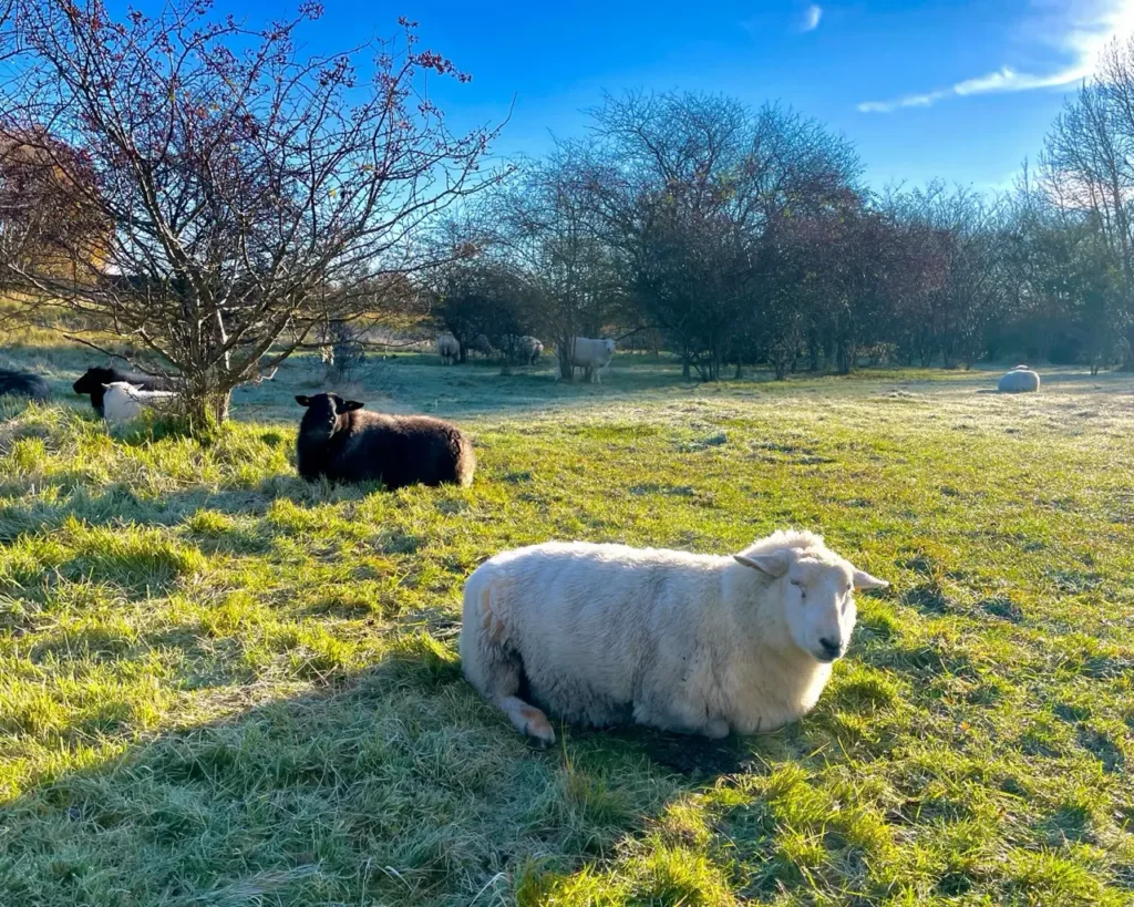 Lambs at Sydhavnstippen