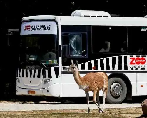 Givskud Zoo Zootopia Safari bus